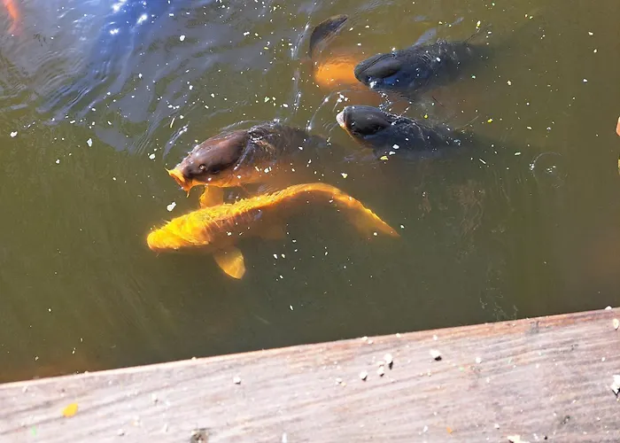 Holl Und Boll Am Hexenstieg. 3* Clausthal-Zellerfeld